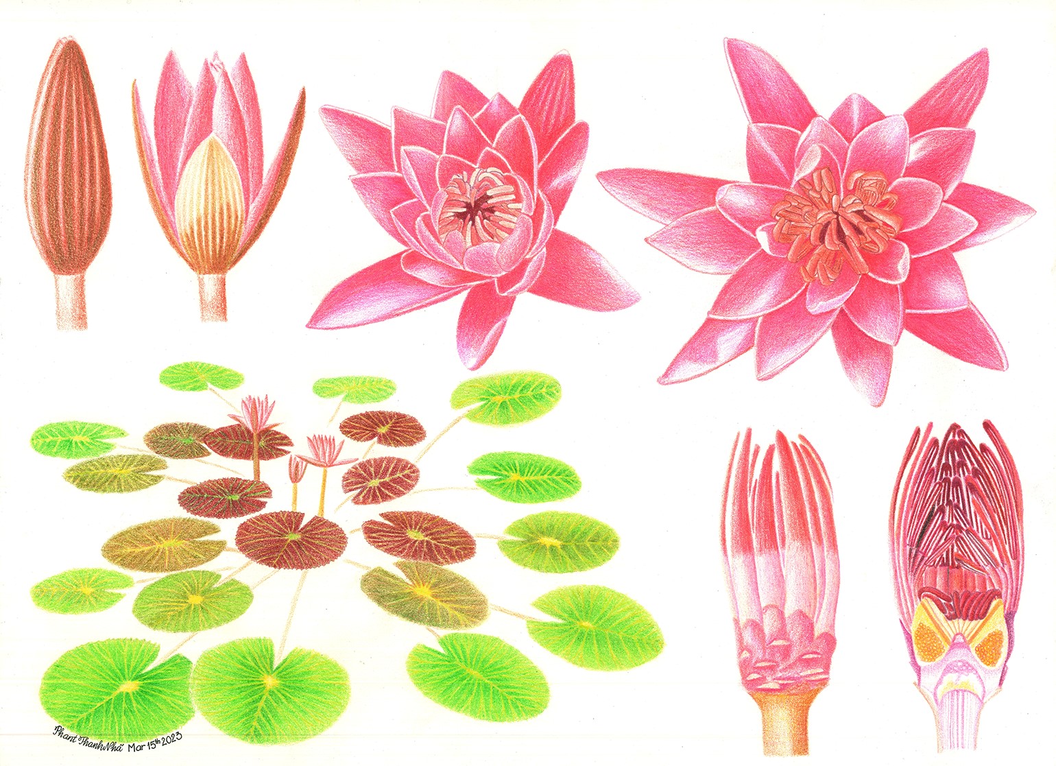 Nymphaea rubra Roxb. ex Andrews - Súng đỏ