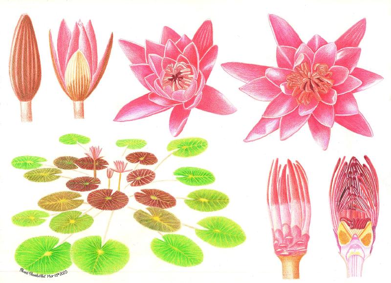 Featured image of post Cây ăn được