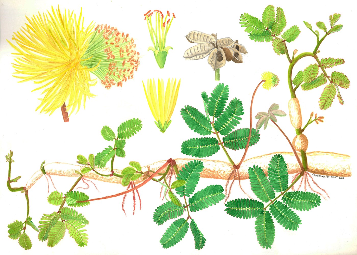 Neptunia oleracea Lour. - Rau nhút