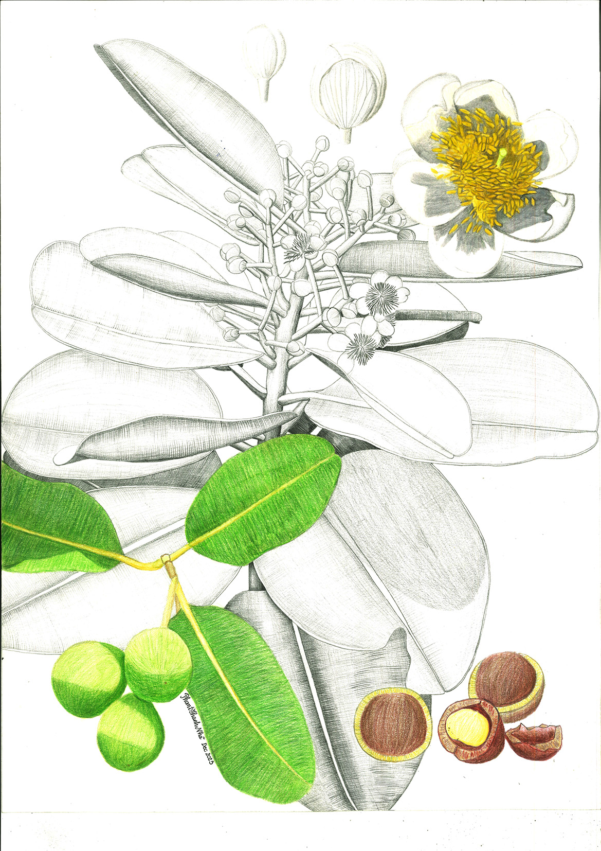 Calophyllum inophyllum L. - Mù u