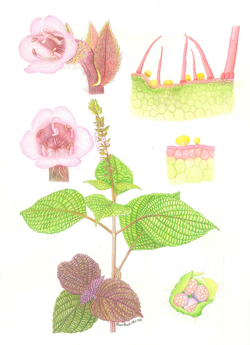 Perilla frutescens (L.) Britton - Tía tô