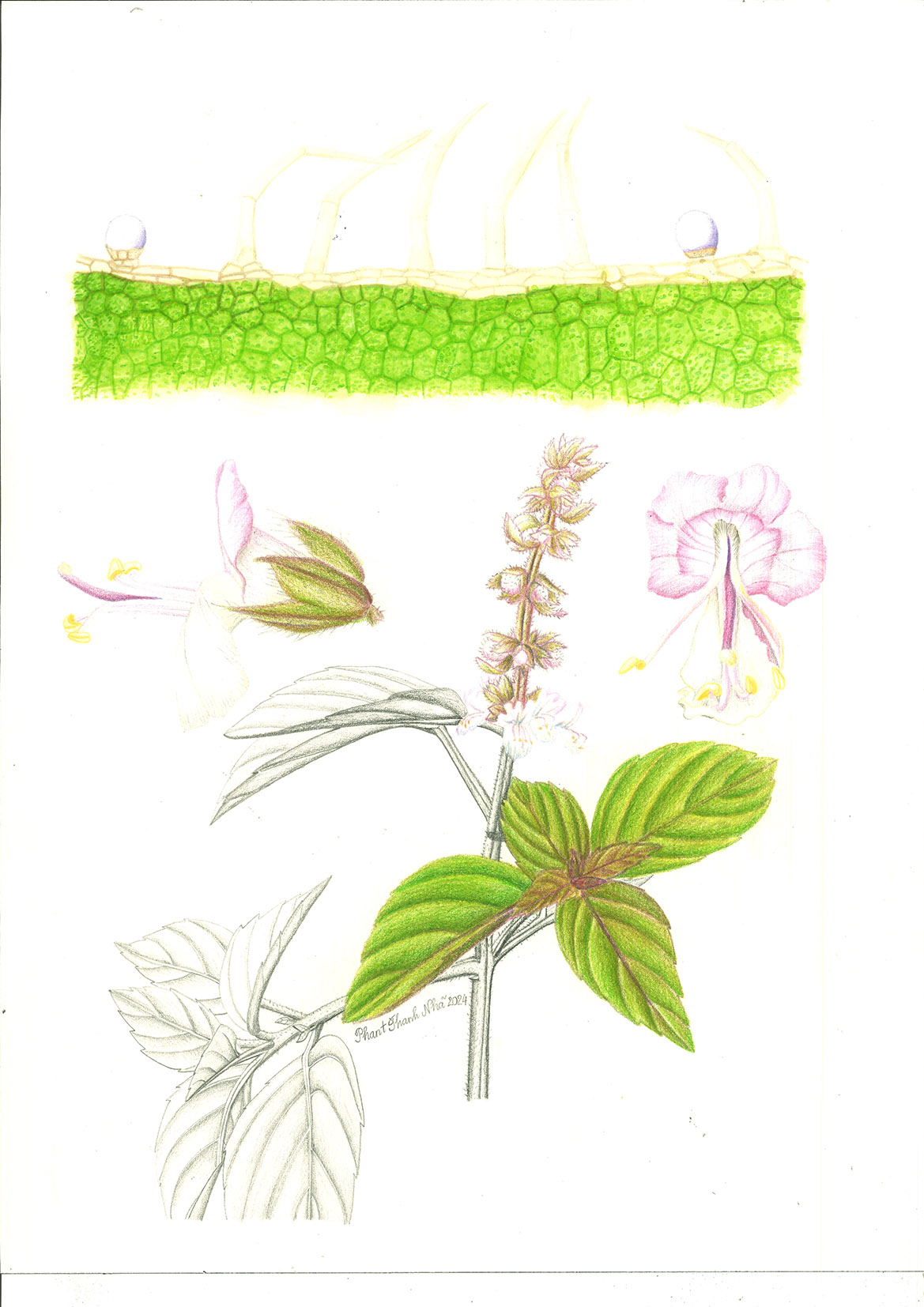 Ocimum basilicum L. - Húng quế