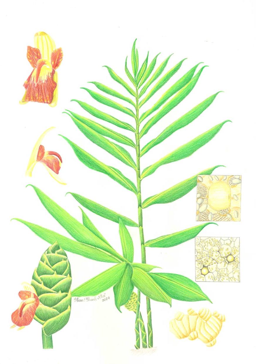 Zingiber officinale Roscoe - Gừng gió