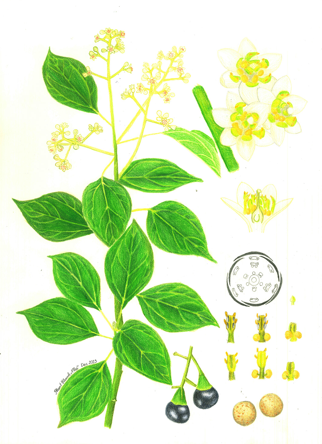 Camphora officinarum Boerh. ex Fabr. - Long não