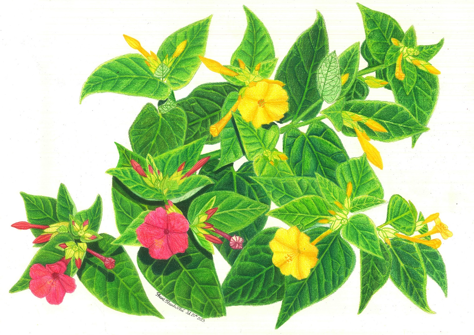 Mirabilis jalapa L. - Bông phấn