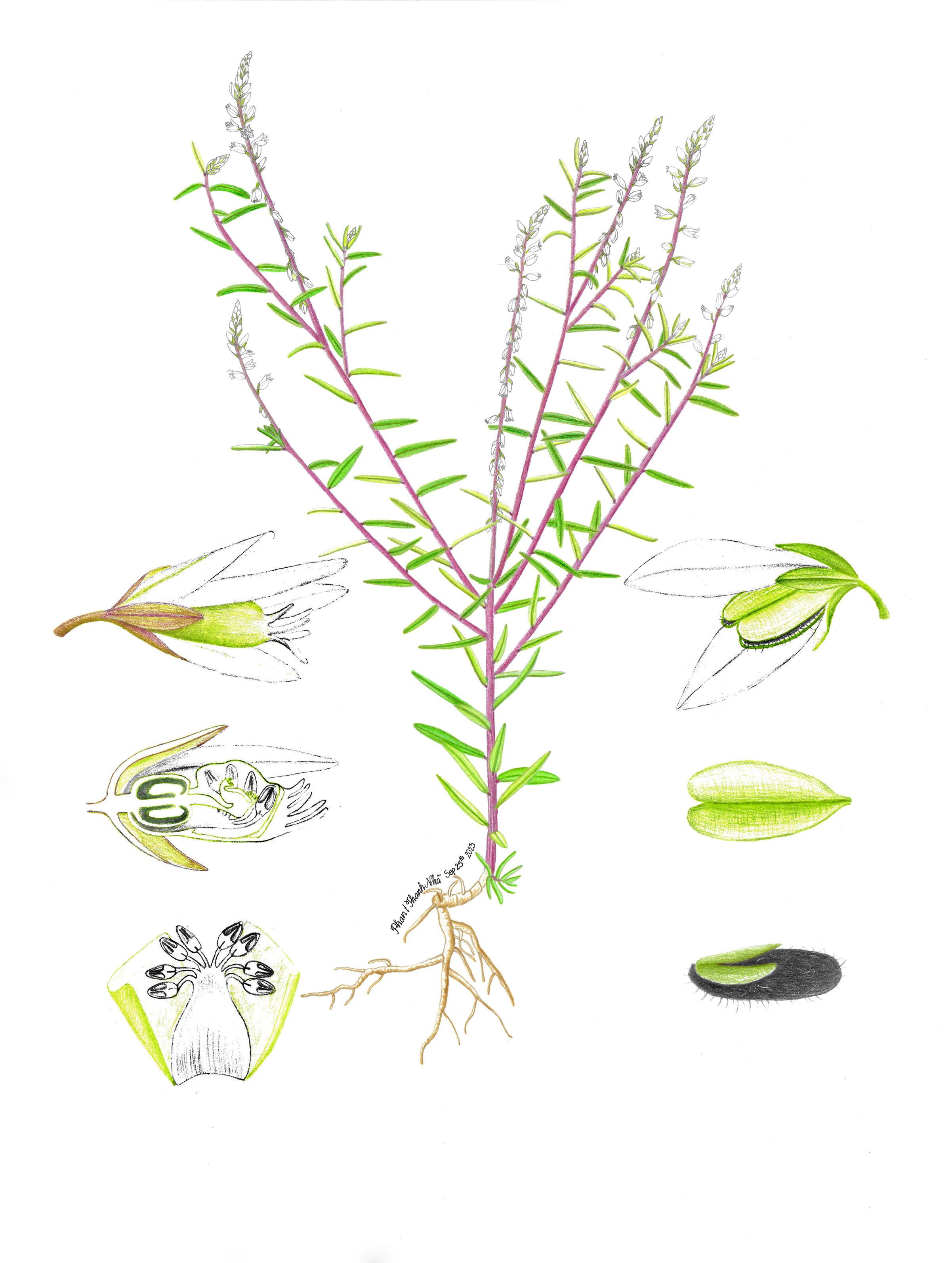 Polygala paniculata L. - Viễn chí