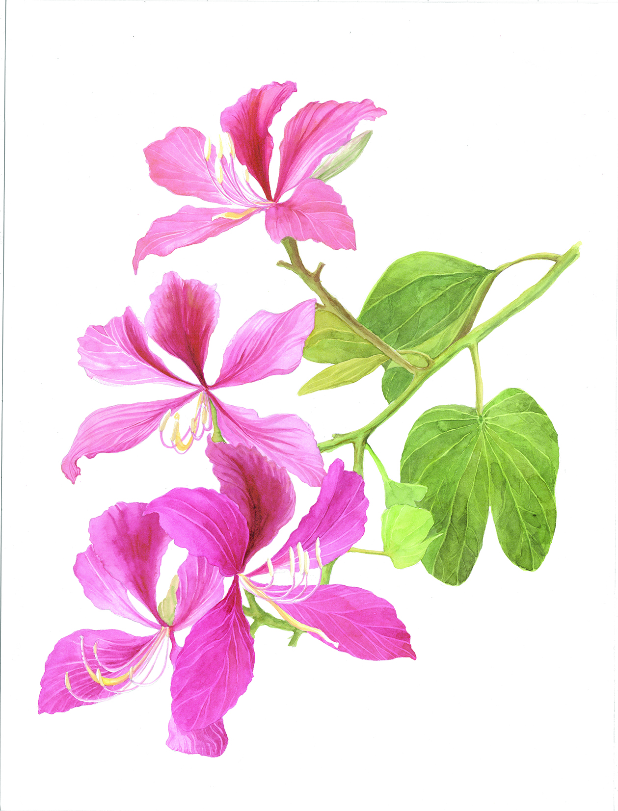 Bauhinia × blakeana Dunn - Dương tử kinh