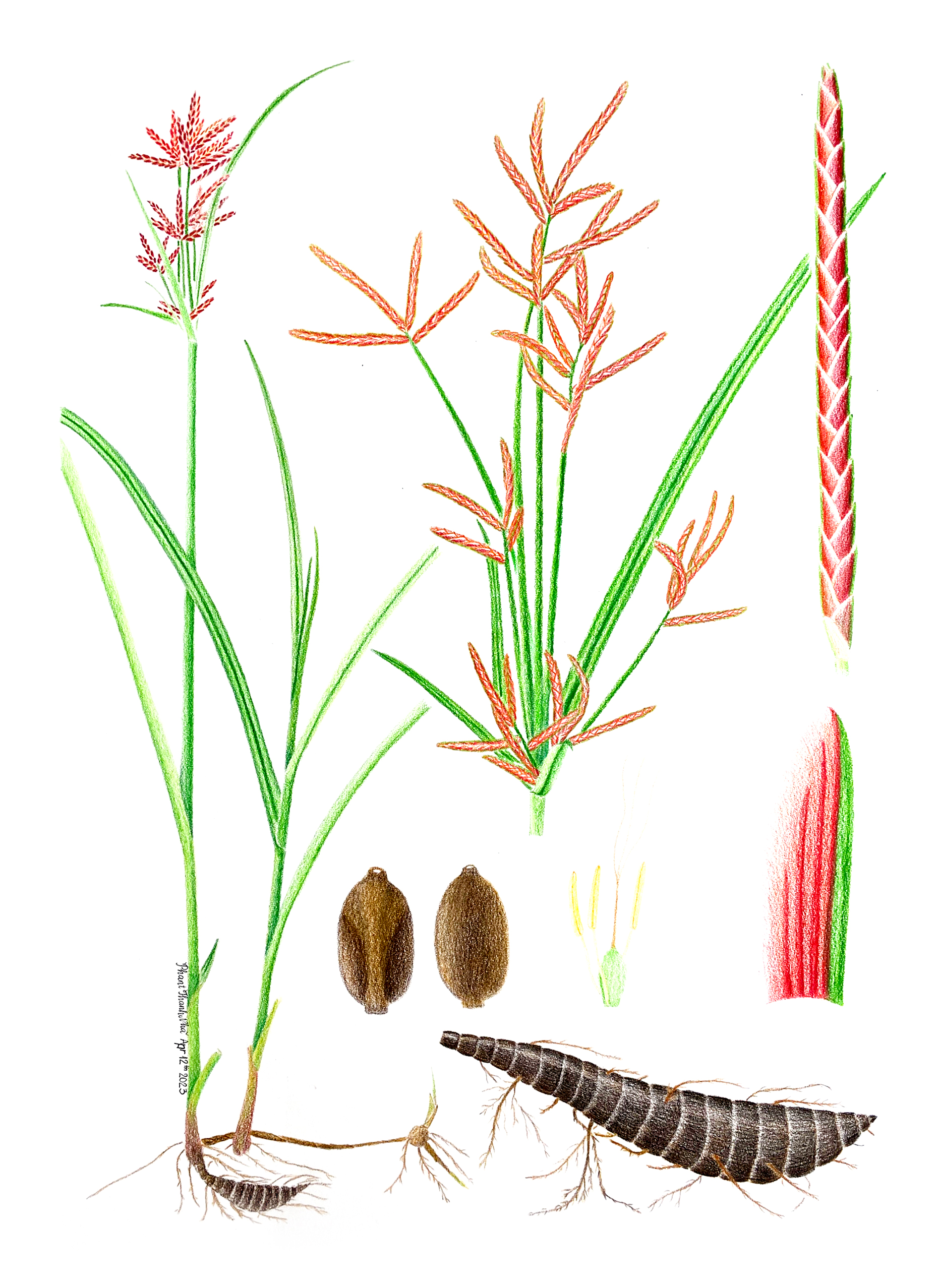 Cyperus rotundus L. - Cỏ gấu, Hương bài