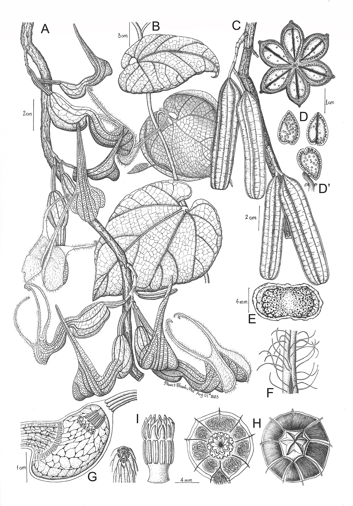 Aristolochia decandra Ding Hou - Phòng kỷ, Sơn địch