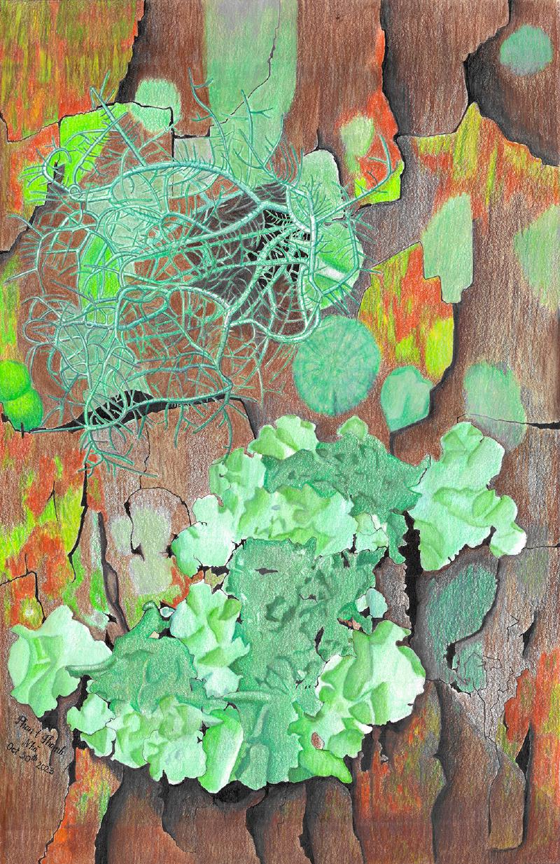 Featured image of post Những trường thị giác