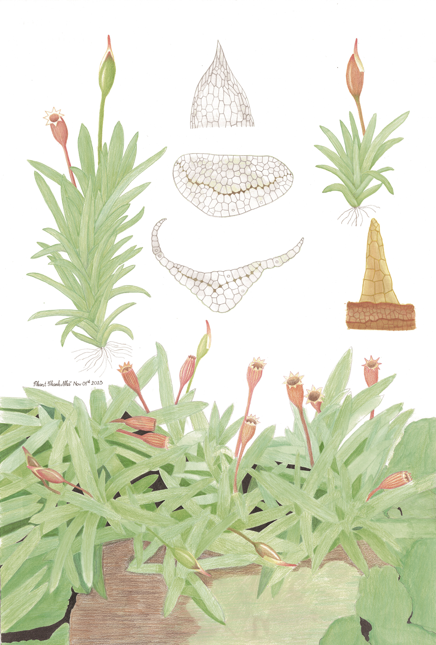 Octoblepharum albidum Hedw. - Rêu trắng tám răng