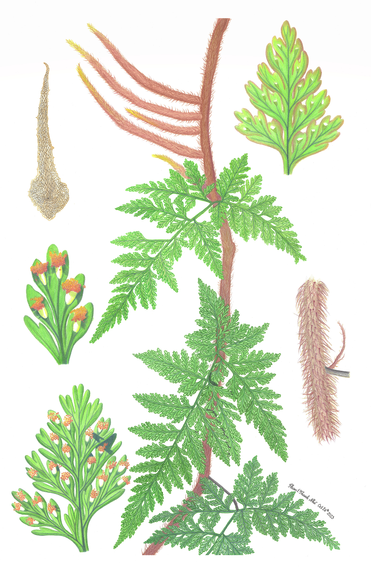 Davallia trichomanoides Blume - Squirrel foot fern
