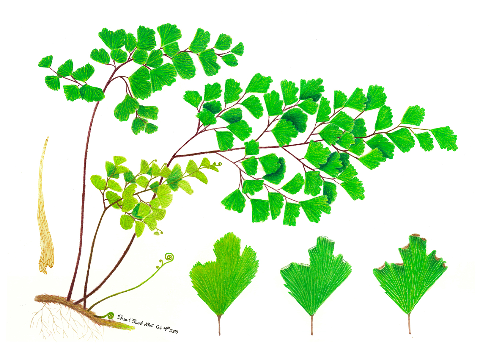 Adiantum capillus-veneris L. - Tóc thần vệ nữ