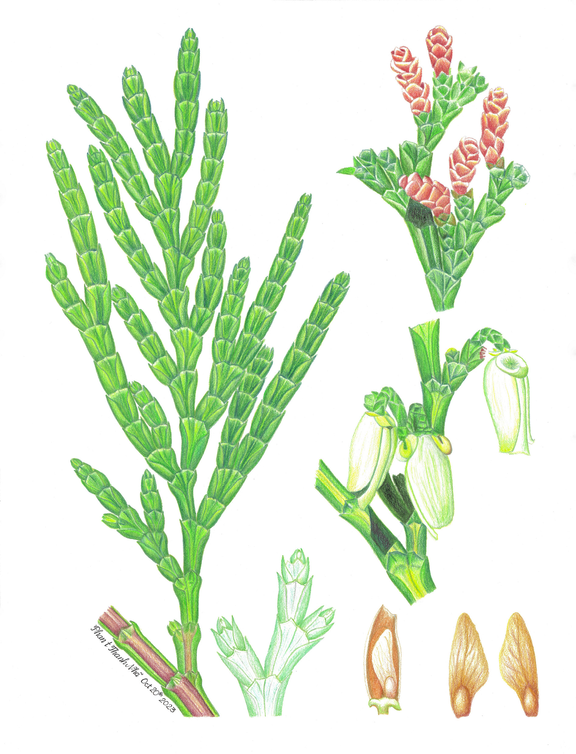 Calocedrus macrolepis Kurz - Tô hạp bách, Bách xanh