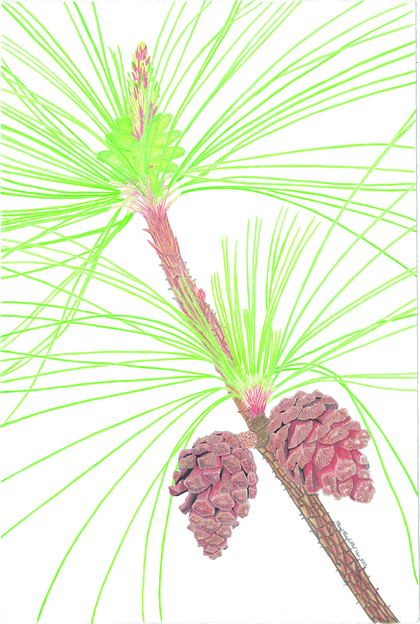 Pinus kesiya Royle ex Gordon - Thông ba lá