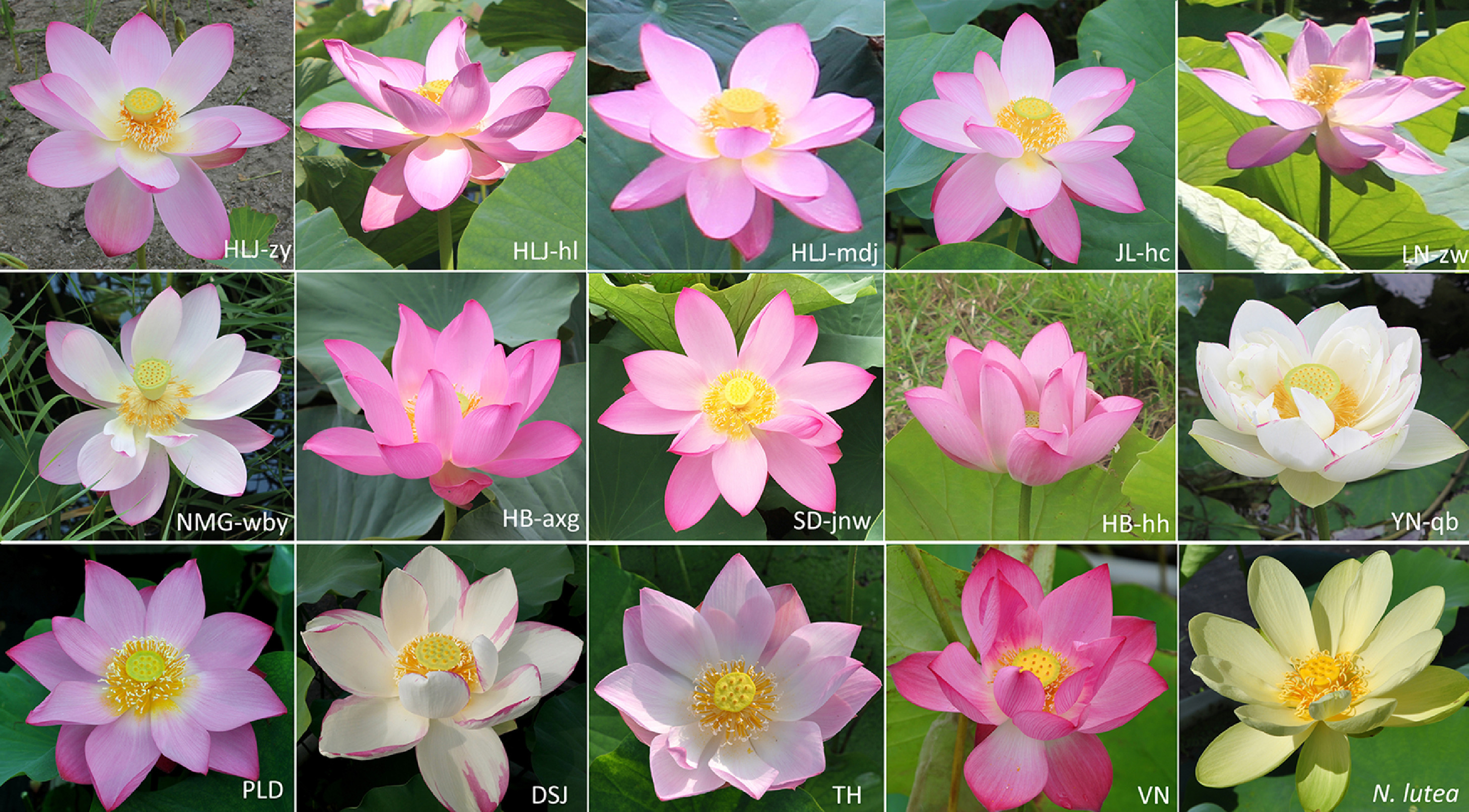 Đa dạng màu sắc và kiểu dáng hoa Sen (2)