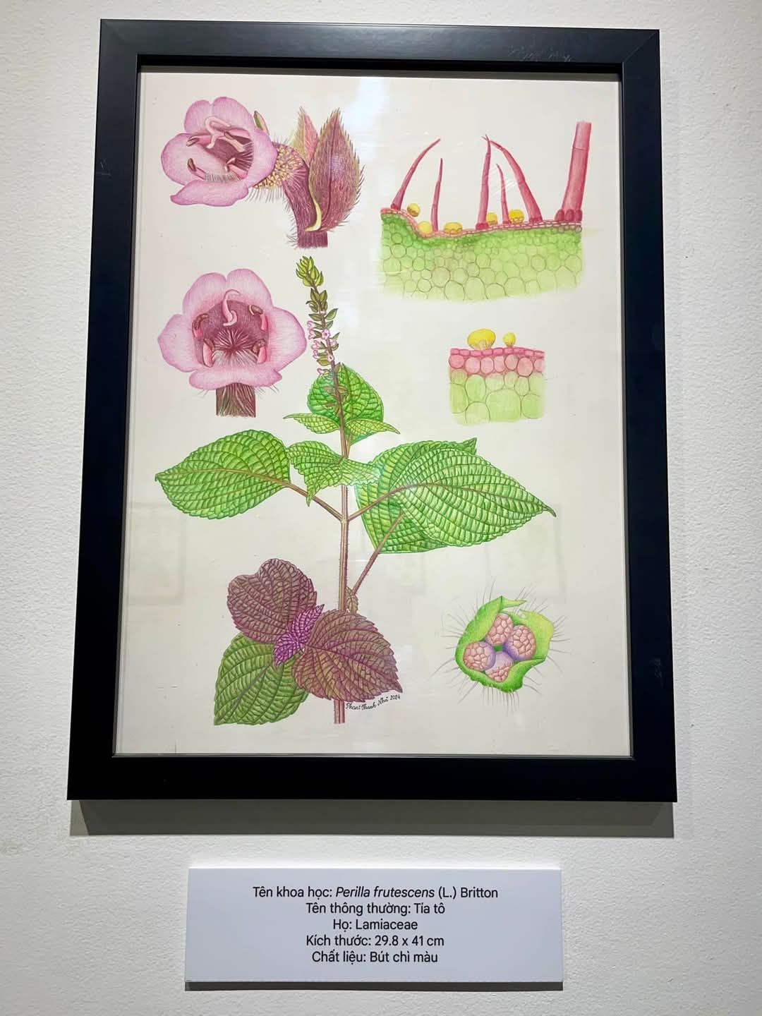 Tranh “Tía tô - Perilla frutescens (L.) Britton”