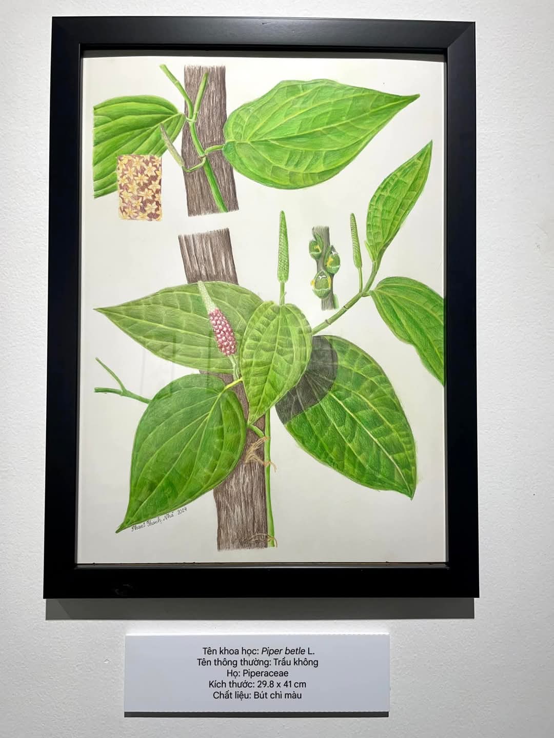 Tranh “Trầu không - Piper betle L.”