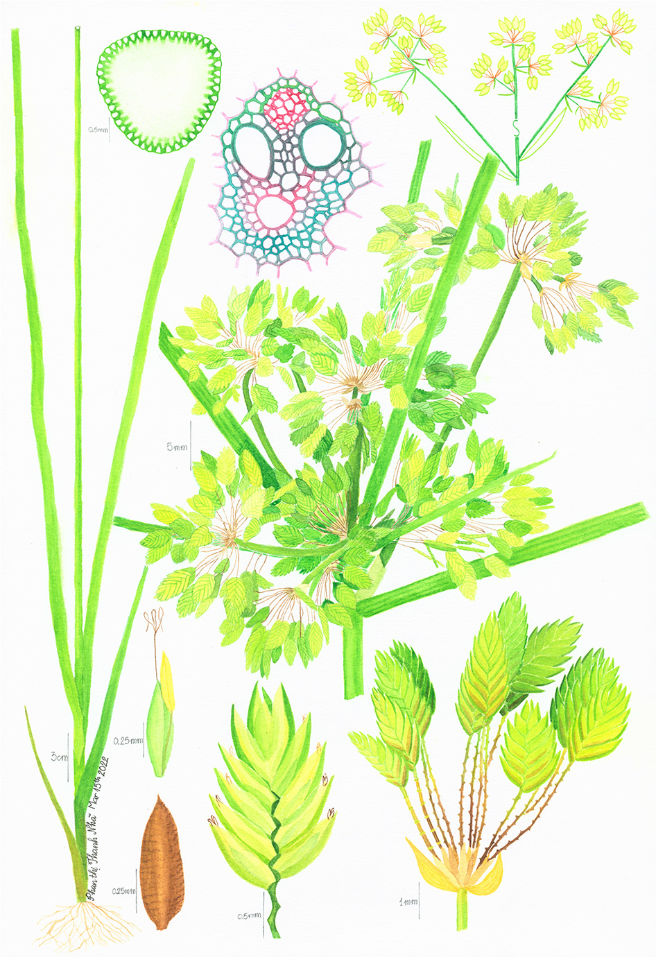 Cyperus surinamensis Rottb. - Lác Surinam