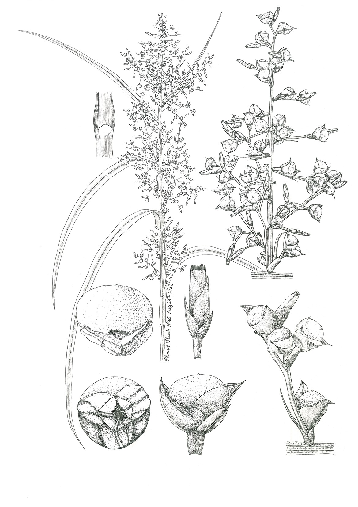 Scleria oblata S.T. Blake ex J. Kern. - Cương rộng