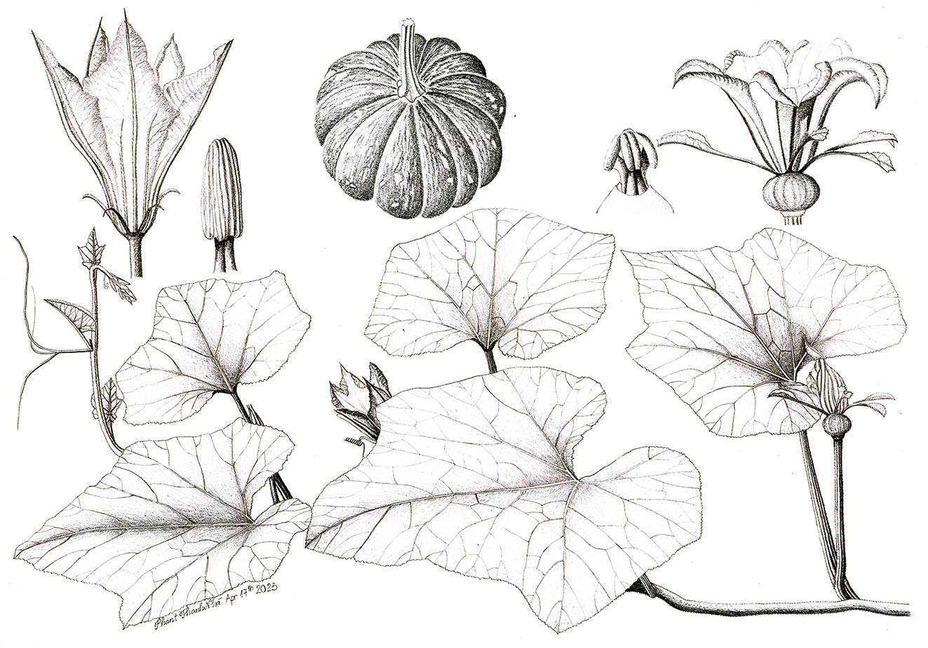 Cucurbita maxima - Bí đỏ