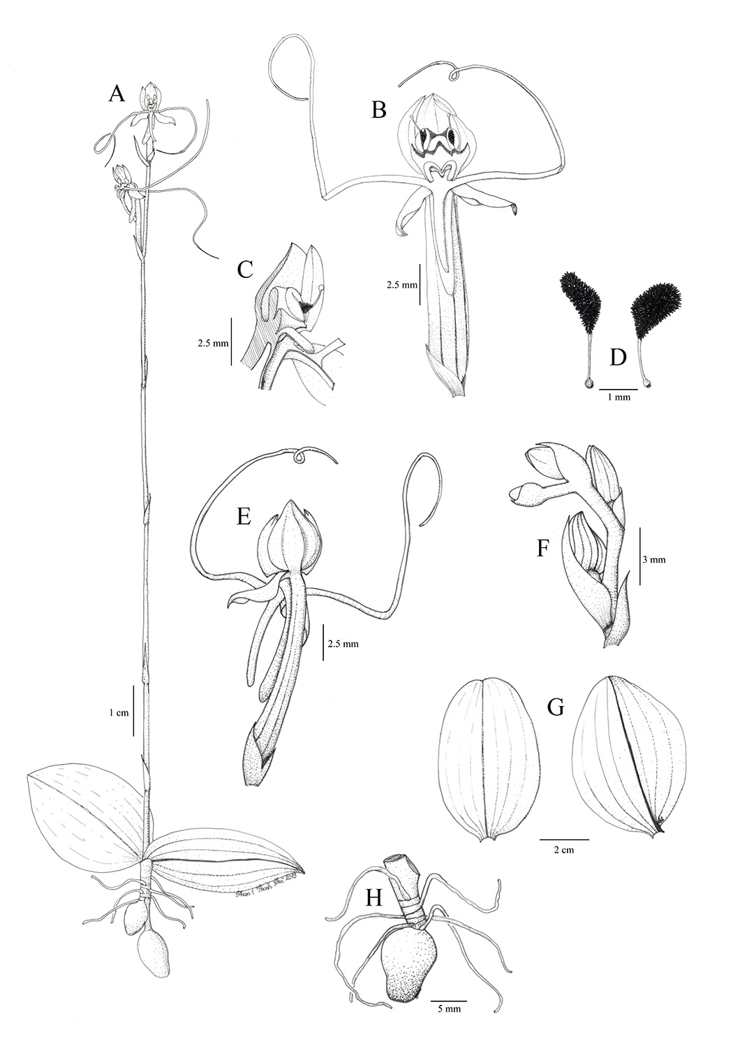 Habenaria diphylla (Nimmo) Dalzell - Lan Hà biện