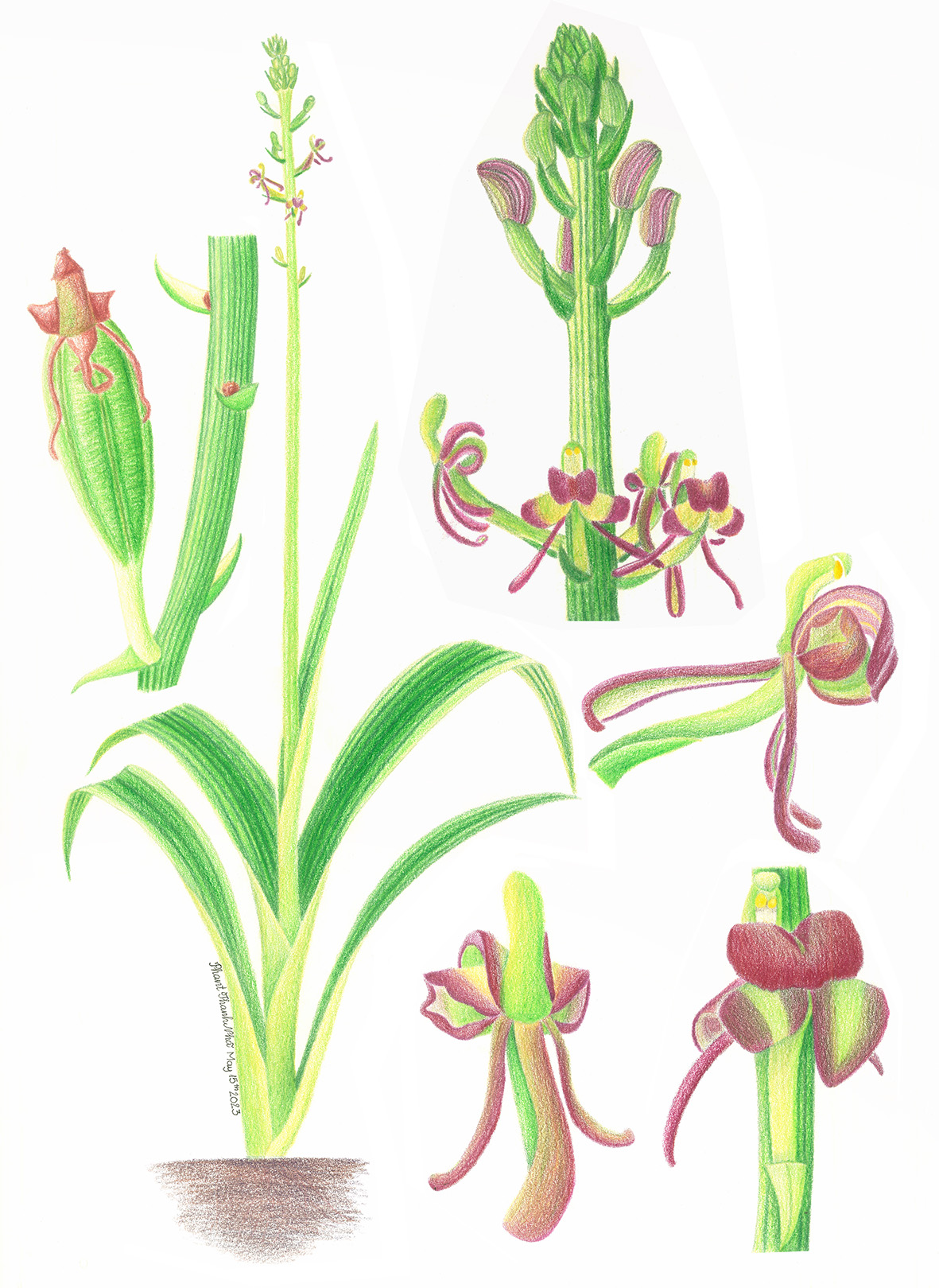 Liparis ferruginea Lindl. - Lan Nhẵn diệp sét