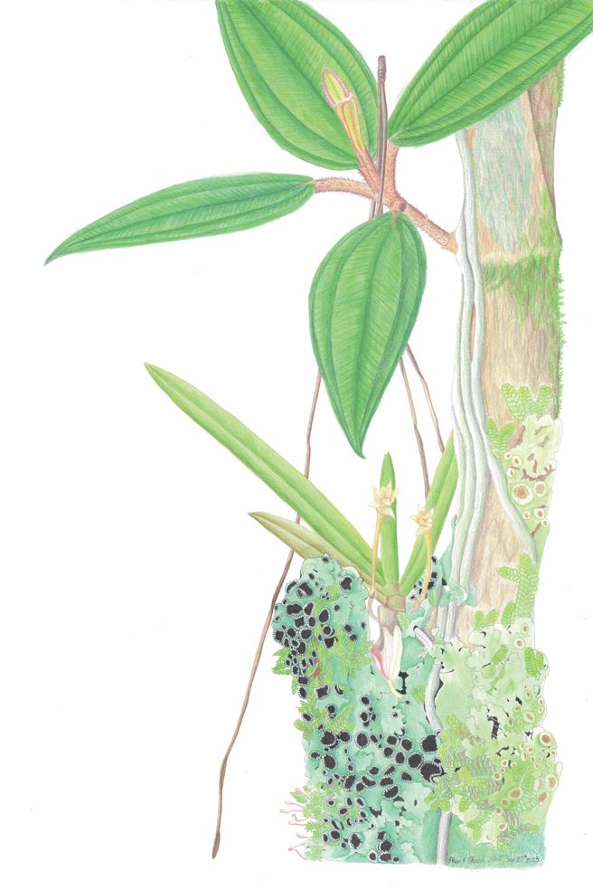 Sinh cảnh trên nhánh cây Mua