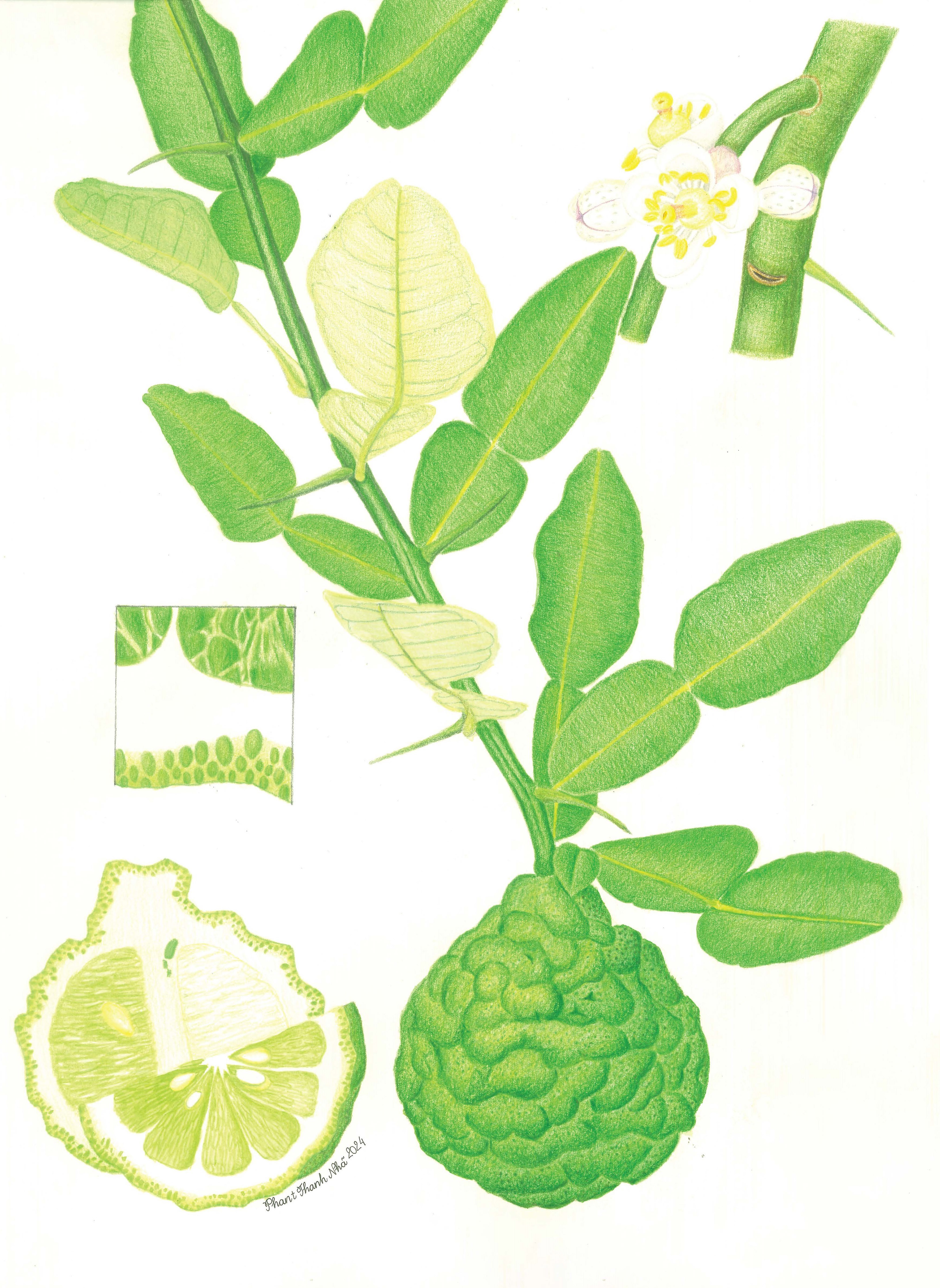 Citrus hystrix DC. - Chúc, Chanh thái