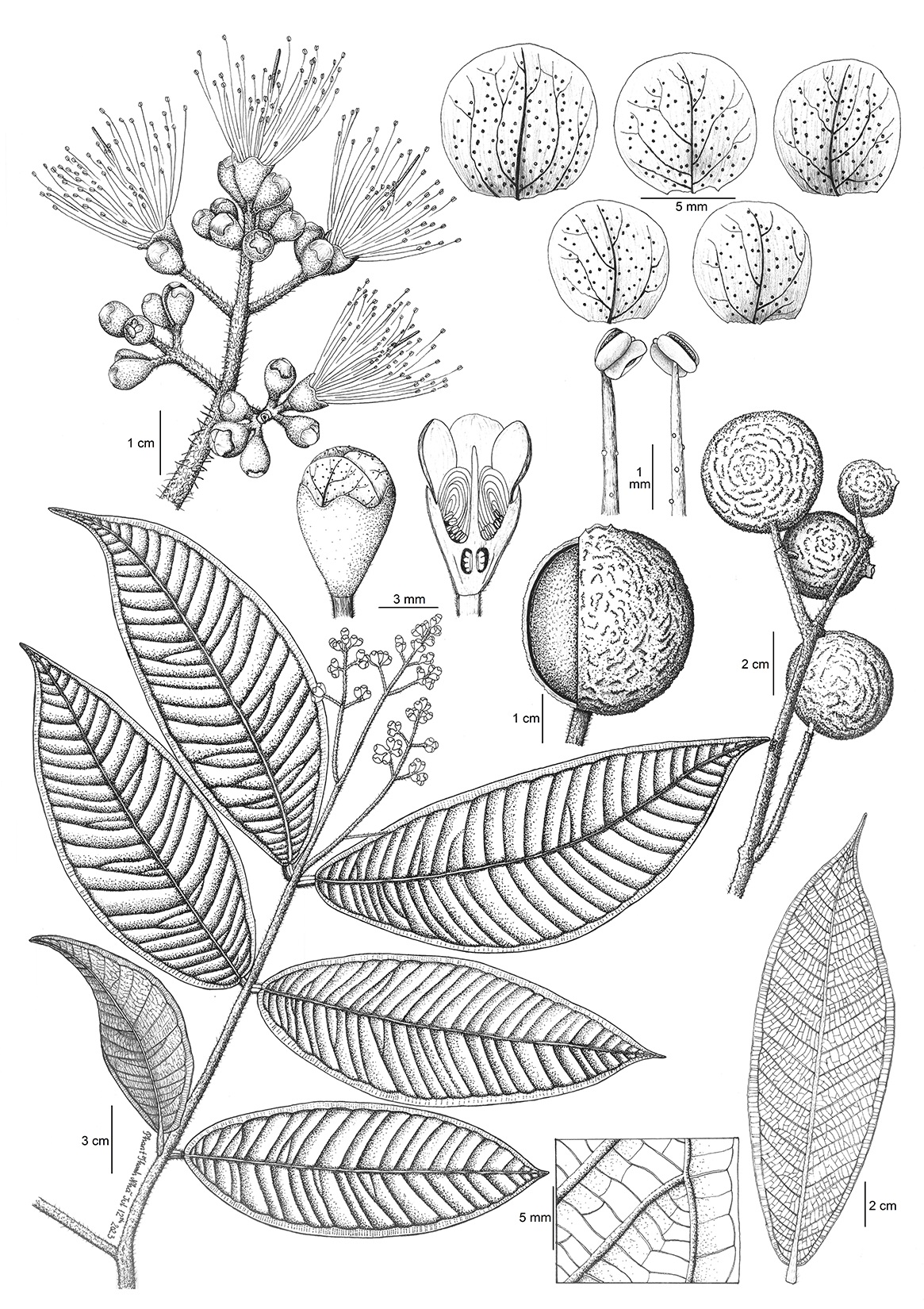 Syzygium ngheanense N.S.Lý, N.Đ.Đỗ & T.H.Lê - Trâm Nghệ An