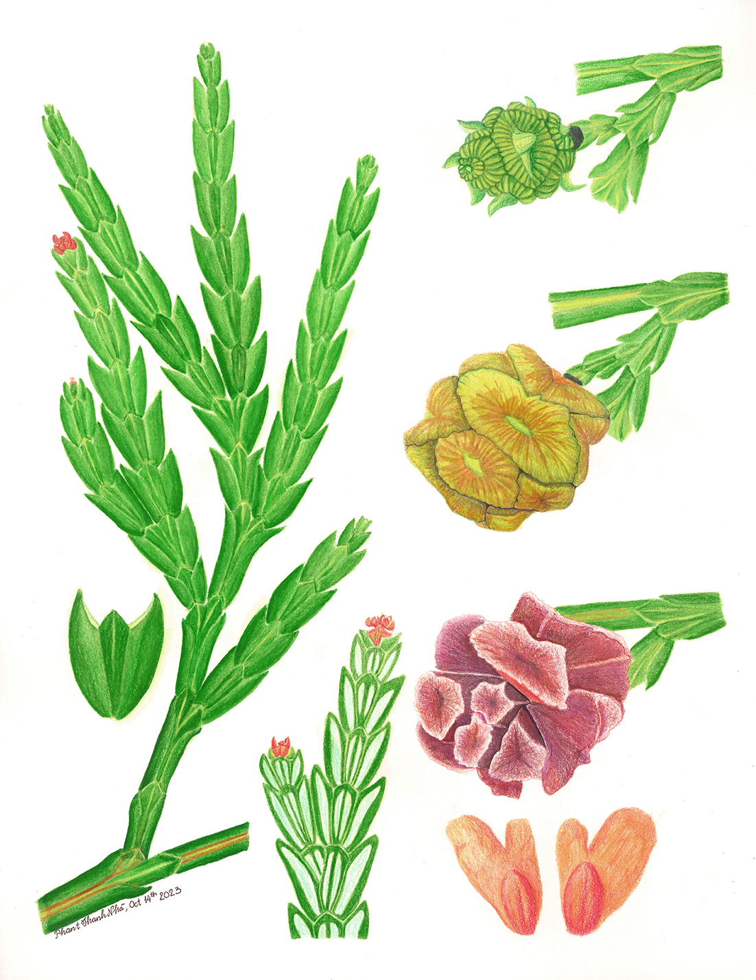 Fokienia hodginsii (Dunn) A.Henry & H H.Thomas - Pơmu